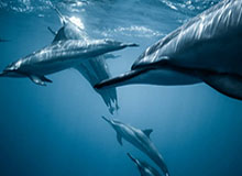 九游官网：引领正版游戏体验的官方入口